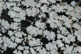 Polished Snowflake Obsidian Section - Utah #114210-1